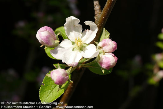 Winterapfel 'Topaz' (Malus)