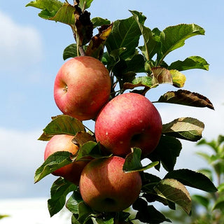 Winterapfel 'Topaz' (Malus)