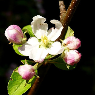 Winterapfel 'Topaz' (Malus)