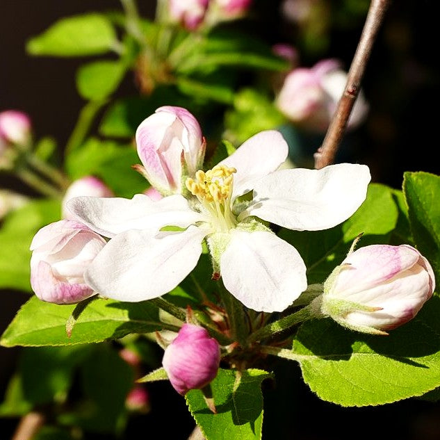 Winterapfel 'Topaz' (Malus)