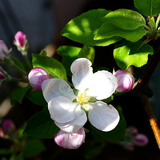 Winterapfel 'Topaz' (Malus)