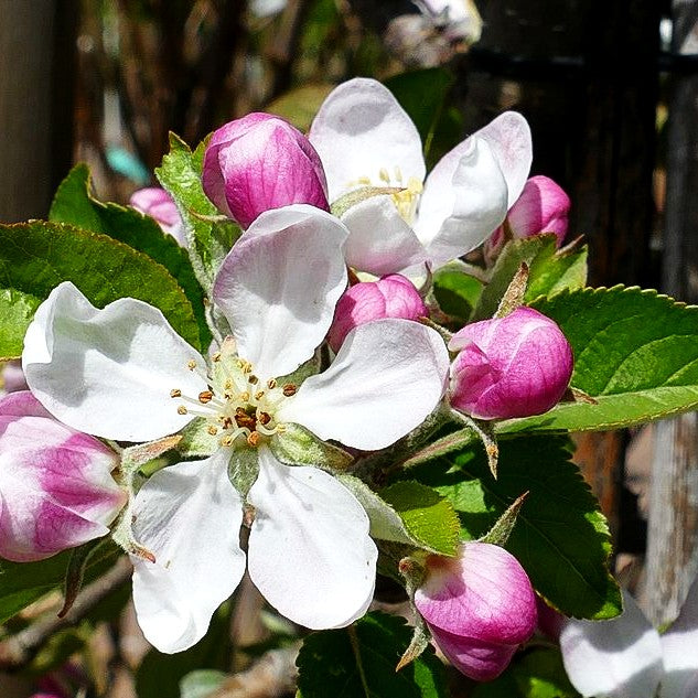 Winterapfel 'Topaz' (Malus)