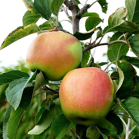 Winterapfel 'Weißer Winterglockenapfel' (Malus)