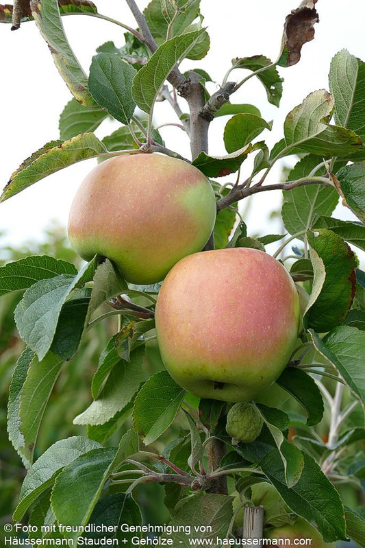 Winterapfel 'Weißer Winterglockenapfel' (Malus)