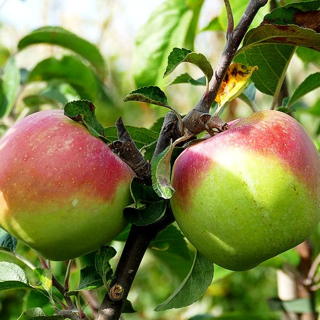 Winterapfel 'Weißer Winterglockenapfel' (Malus)