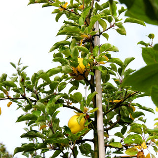 Winterapfel 'Zitronenapfel' (Malus)