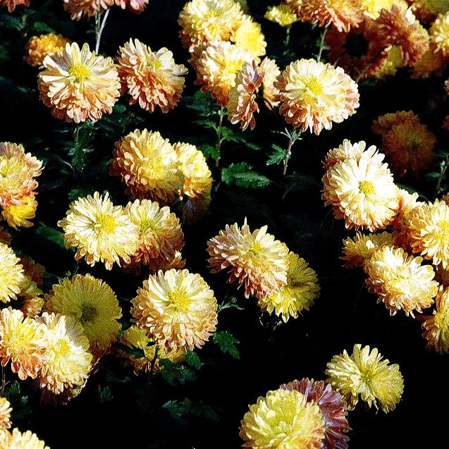 Winteraster 'Altgold' (Chrysanthemum x hort.)