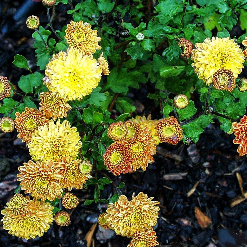 Winteraster 'Altgold' (Chrysanthemum x hort.)