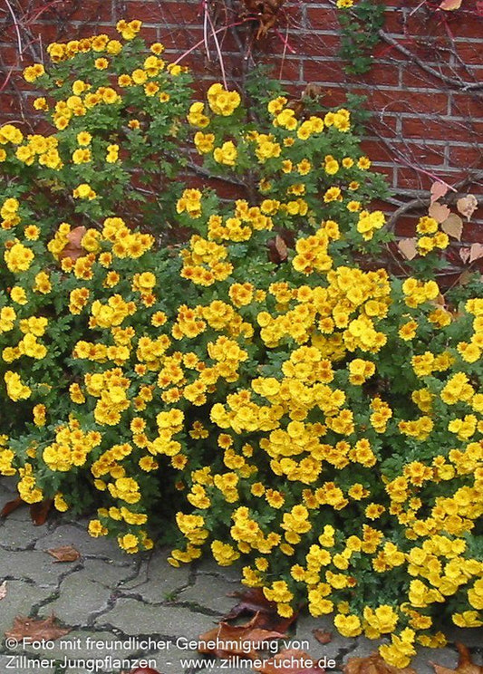 Winteraster 'Bienchen' (Chrysanthemum x hort.)