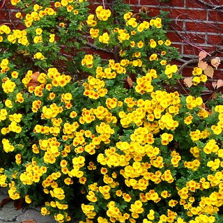 Winteraster 'Bienchen' (Chrysanthemum x hort.)