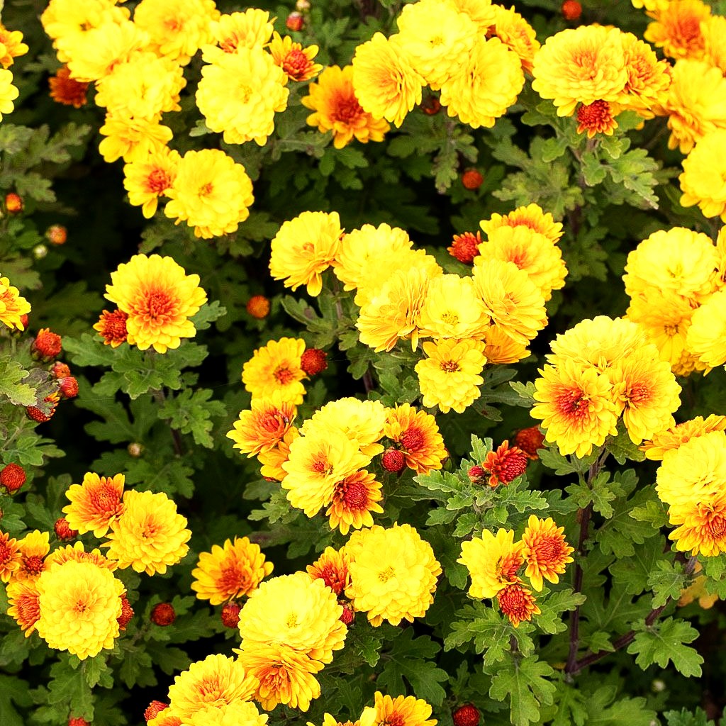 Winteraster 'Bienchen' (Chrysanthemum x hort.)