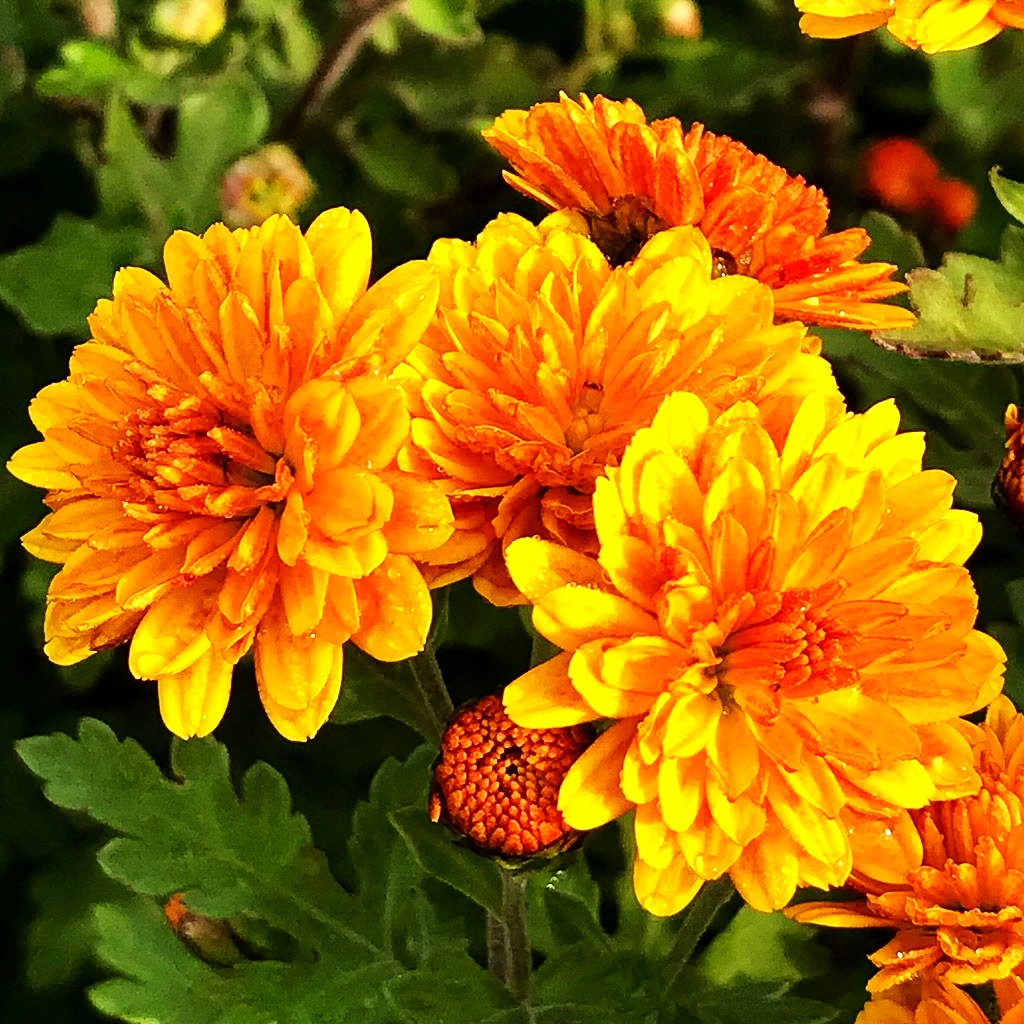 Winteraster 'Bienchen' (Chrysanthemum x hort.)
