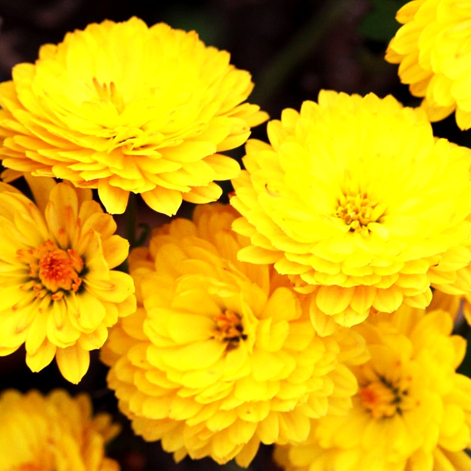 Winteraster 'Bienchen' (Chrysanthemum x hort.)