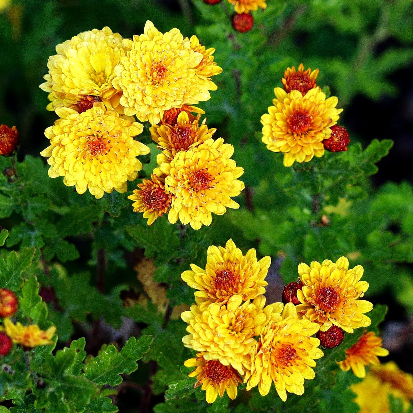 Winteraster 'Bienchen' (Chrysanthemum x hort.)