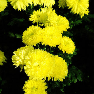 Winteraster 'Citronella' (Chrysanthemum x hort.)
