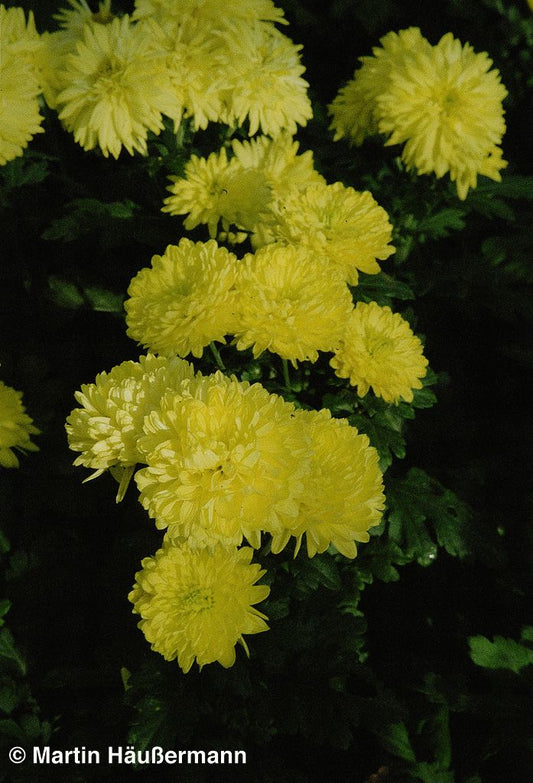 Winteraster 'Citronella' (Chrysanthemum x hort.)