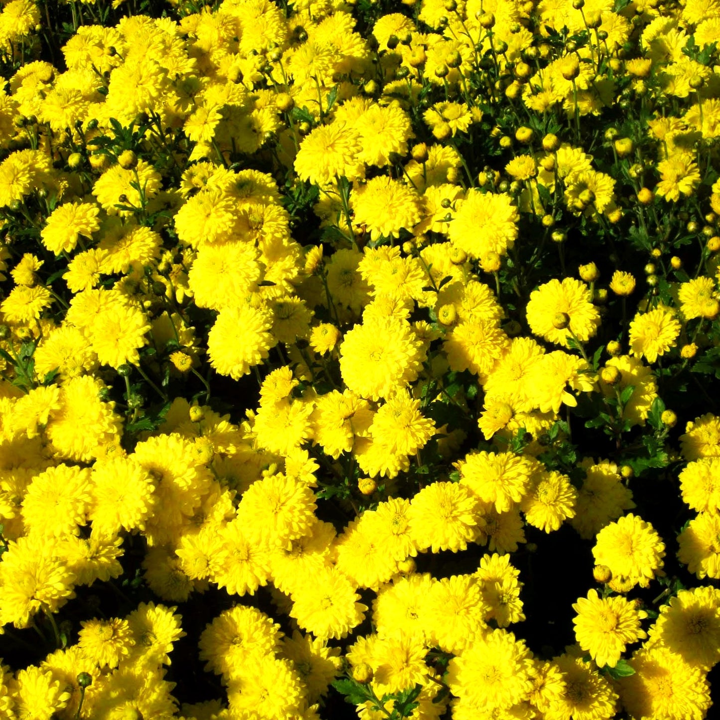 Winteraster 'Citronella' (Chrysanthemum x hort.)