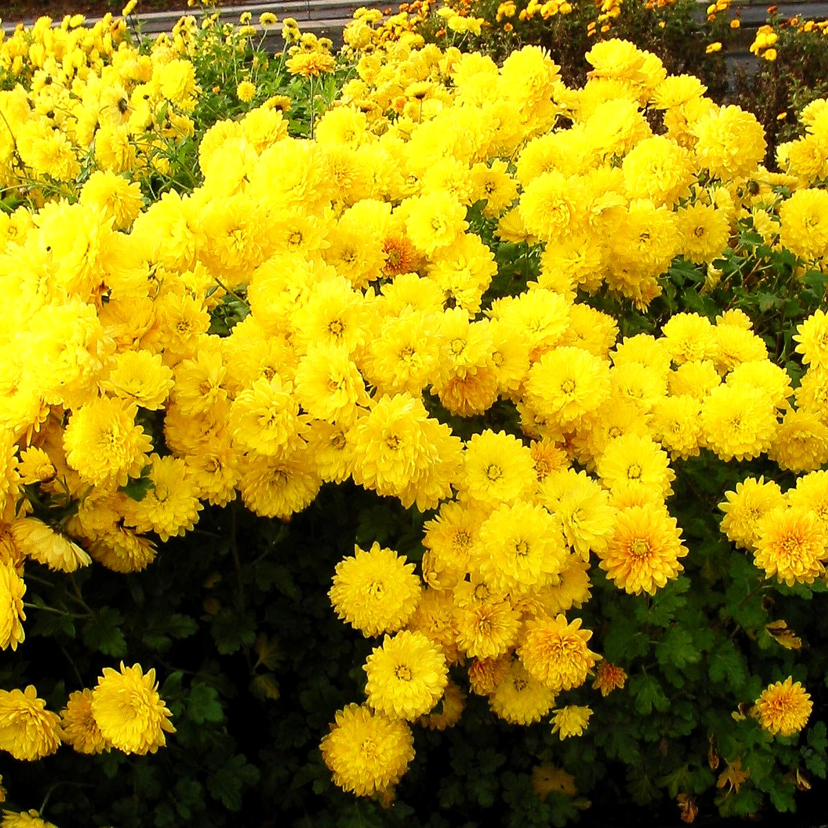 Winteraster 'Citronella' (Chrysanthemum x hort.)