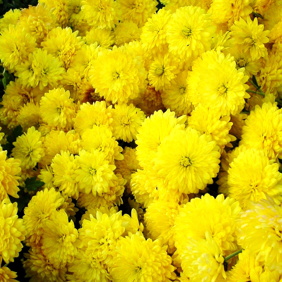 Winteraster 'Citronella' (Chrysanthemum x hort.)