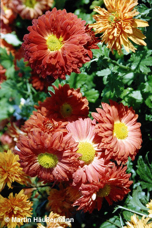 Winteraster 'Fellbacher Wein' (Chrysanthemum x hort.)