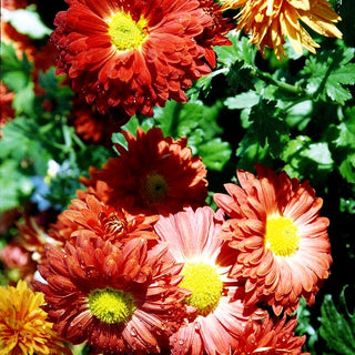 Winteraster 'Fellbacher Wein' (Chrysanthemum x hort.)