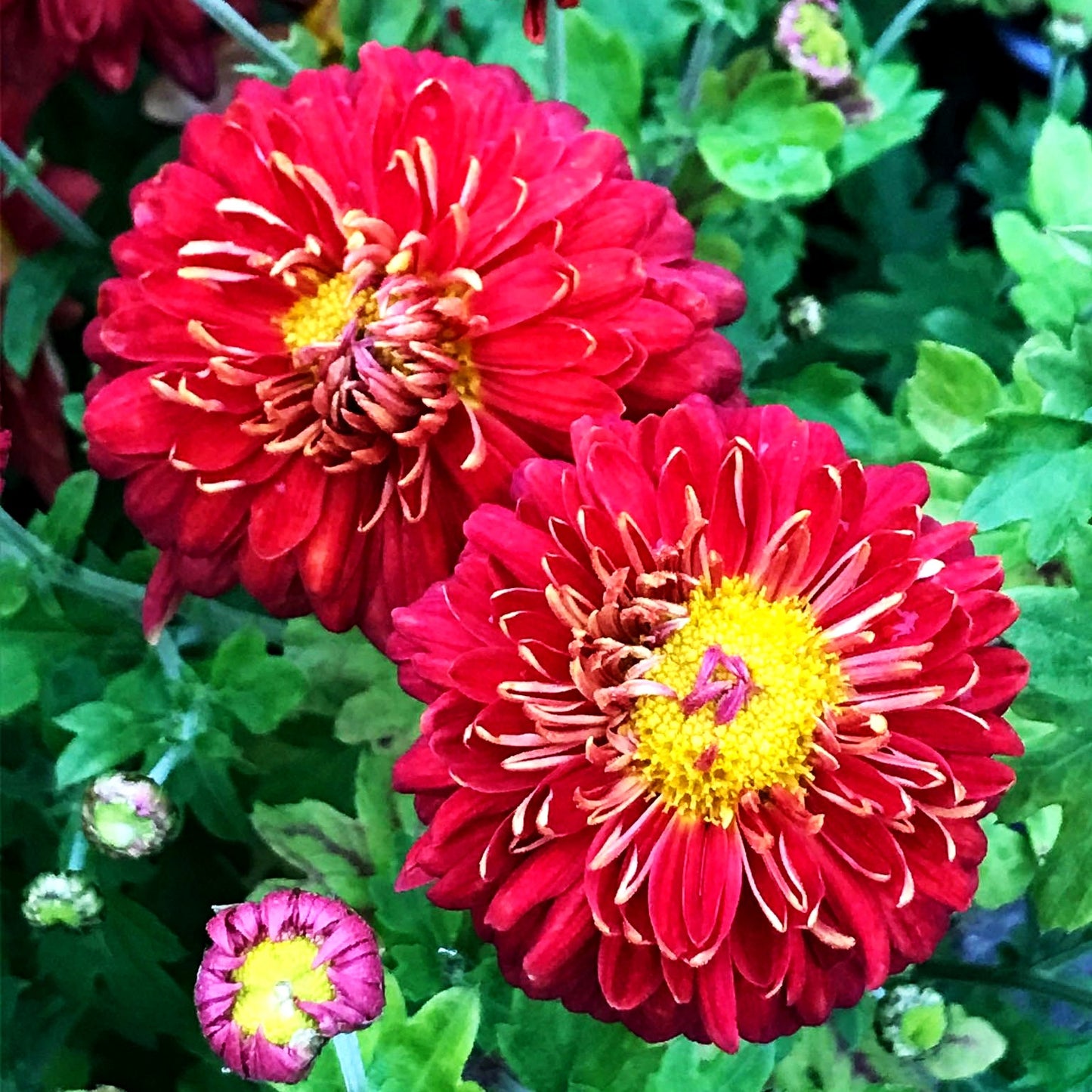 Winteraster 'Fellbacher Wein' (Chrysanthemum x hort.)