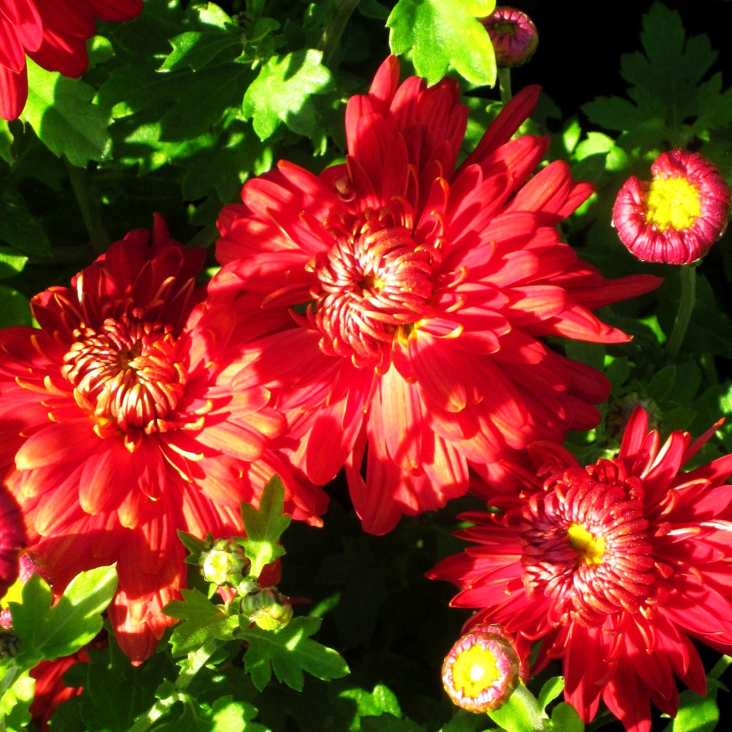 Winteraster 'Fellbacher Wein' (Chrysanthemum x hort.)