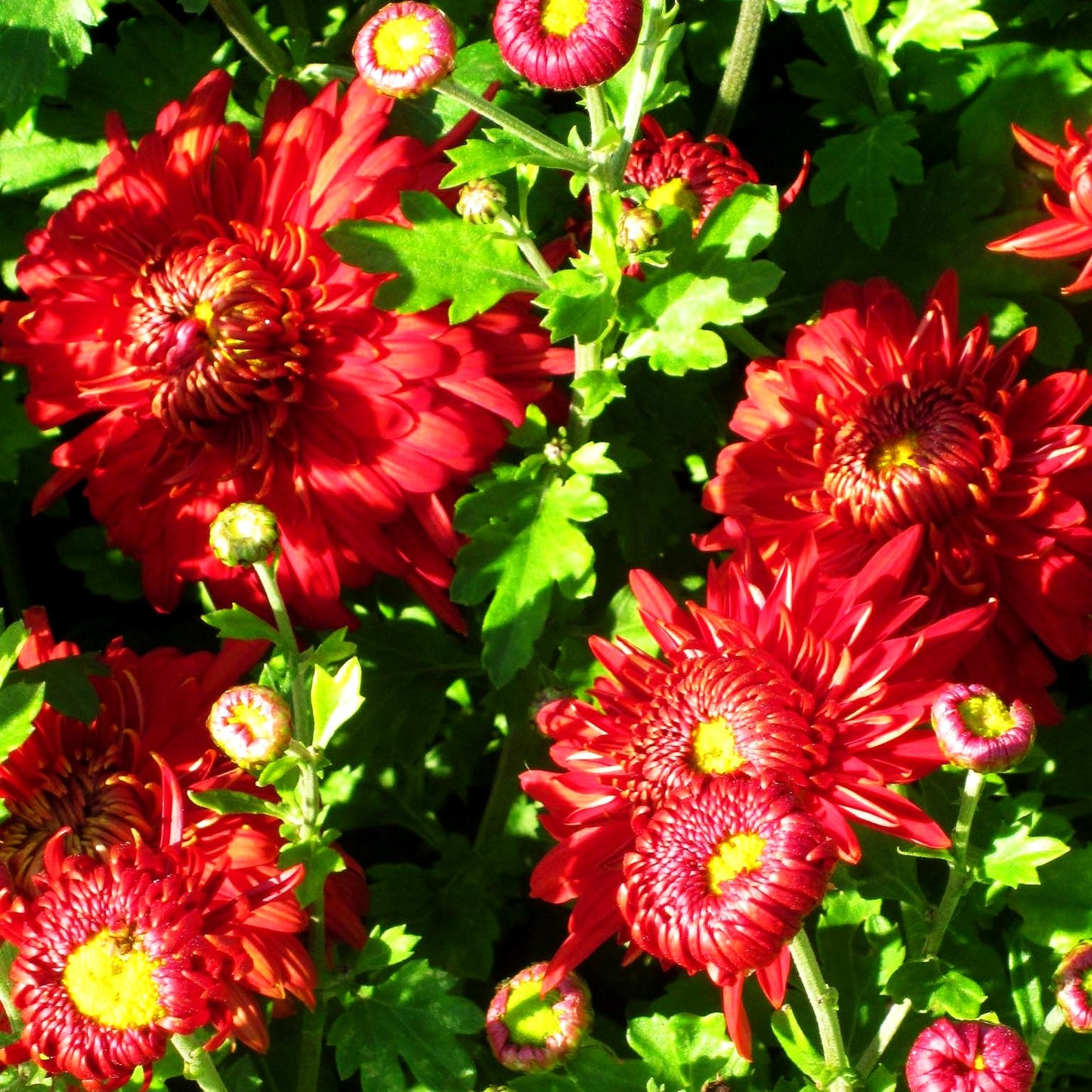 Winteraster 'Fellbacher Wein' (Chrysanthemum x hort.)