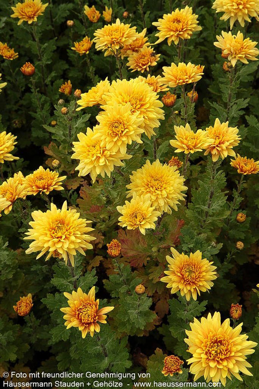 Winteraster 'Friederike' (Chrysanthemum x hort.)