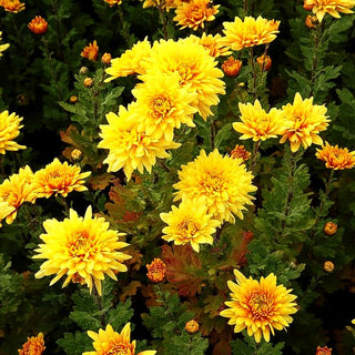 Winteraster 'Friederike' (Chrysanthemum x hort.)