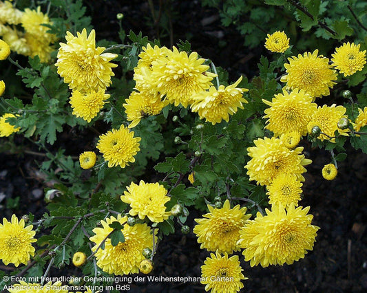 Winteraster 'Goldmarie' (Chrysanthemum x hort.)