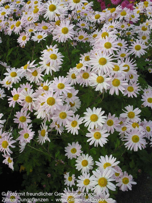Winteraster 'Hebe' (Chrysanthemum x hort.)