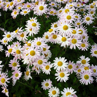 Winteraster 'Hebe' (Chrysanthemum x hort.)