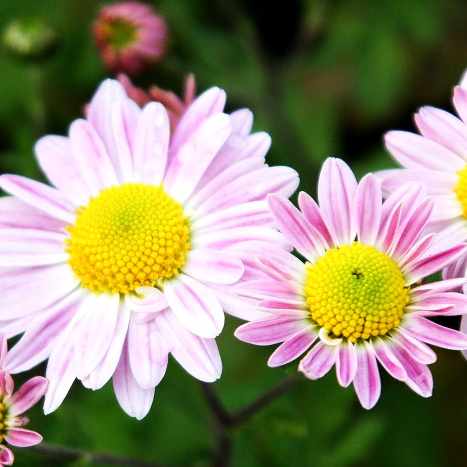 Winteraster 'Hebe' (Chrysanthemum x hort.)