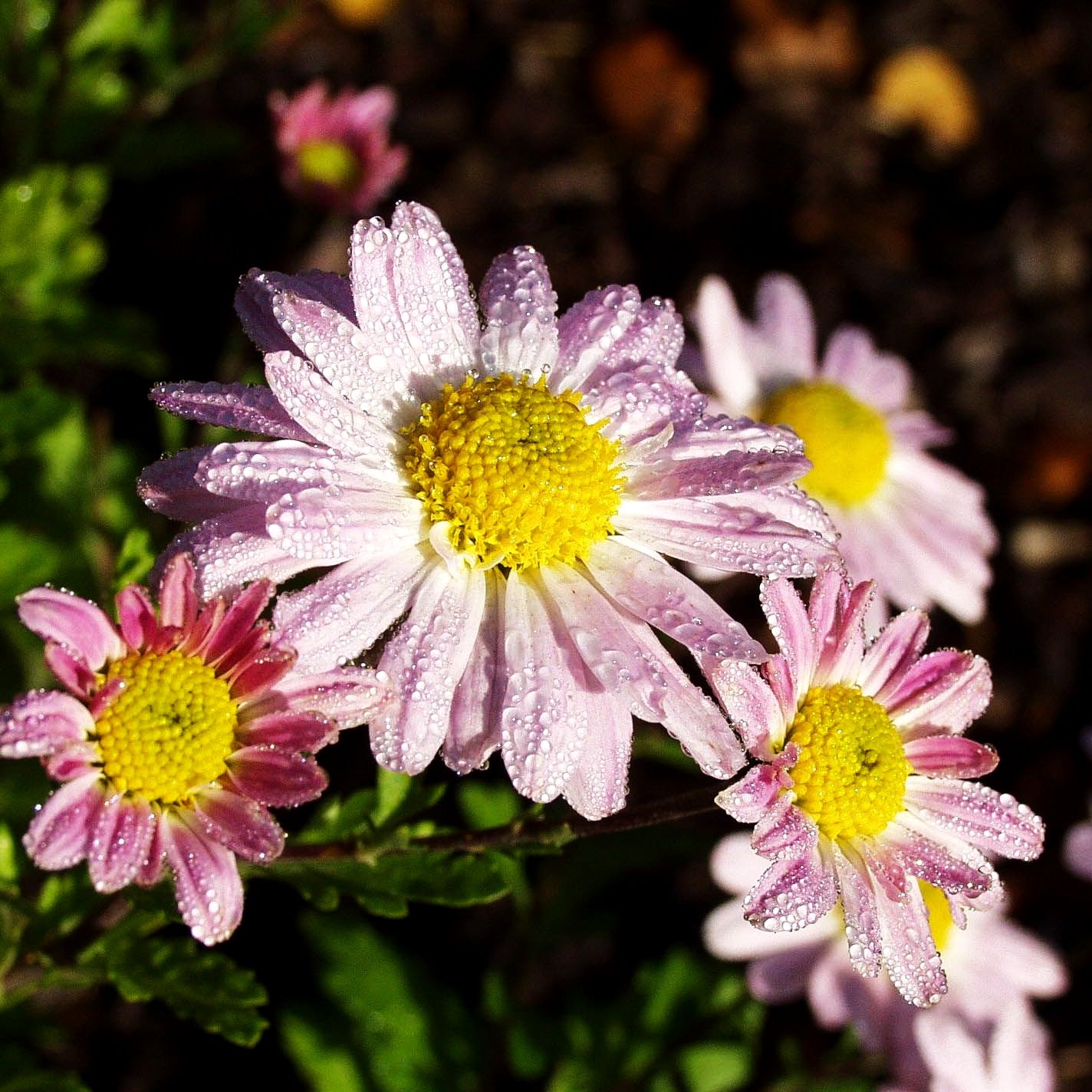Winteraster 'Hebe' (Chrysanthemum x hort.)