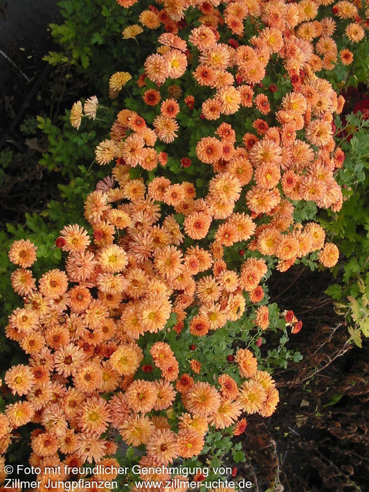 Winteraster 'Herbstbrokat' (Chrysanthemum x hort.)