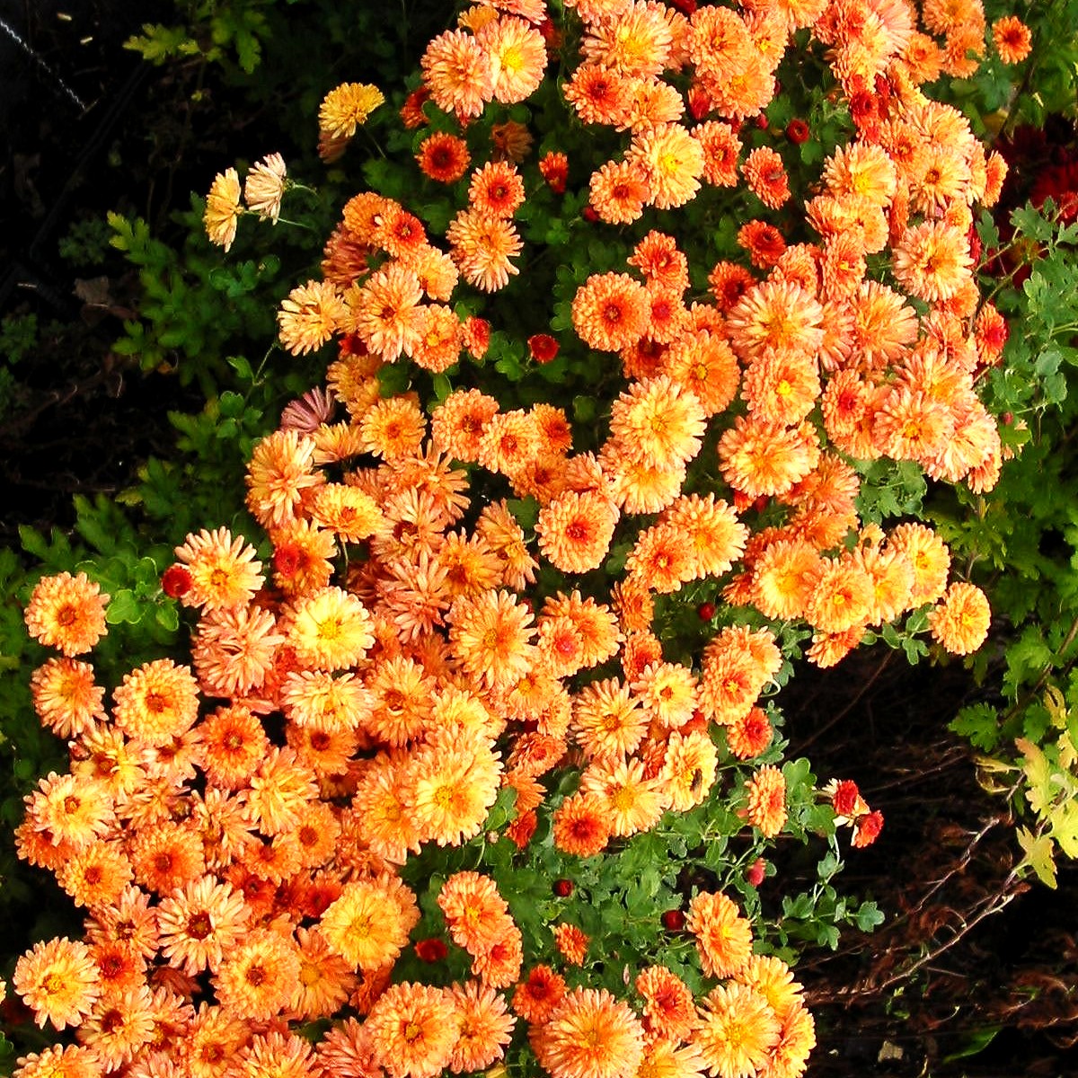 Winteraster 'Herbstbrokat' (Chrysanthemum x hort.)