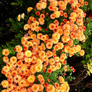 Winteraster 'Herbstbrokat' (Chrysanthemum x hort.)