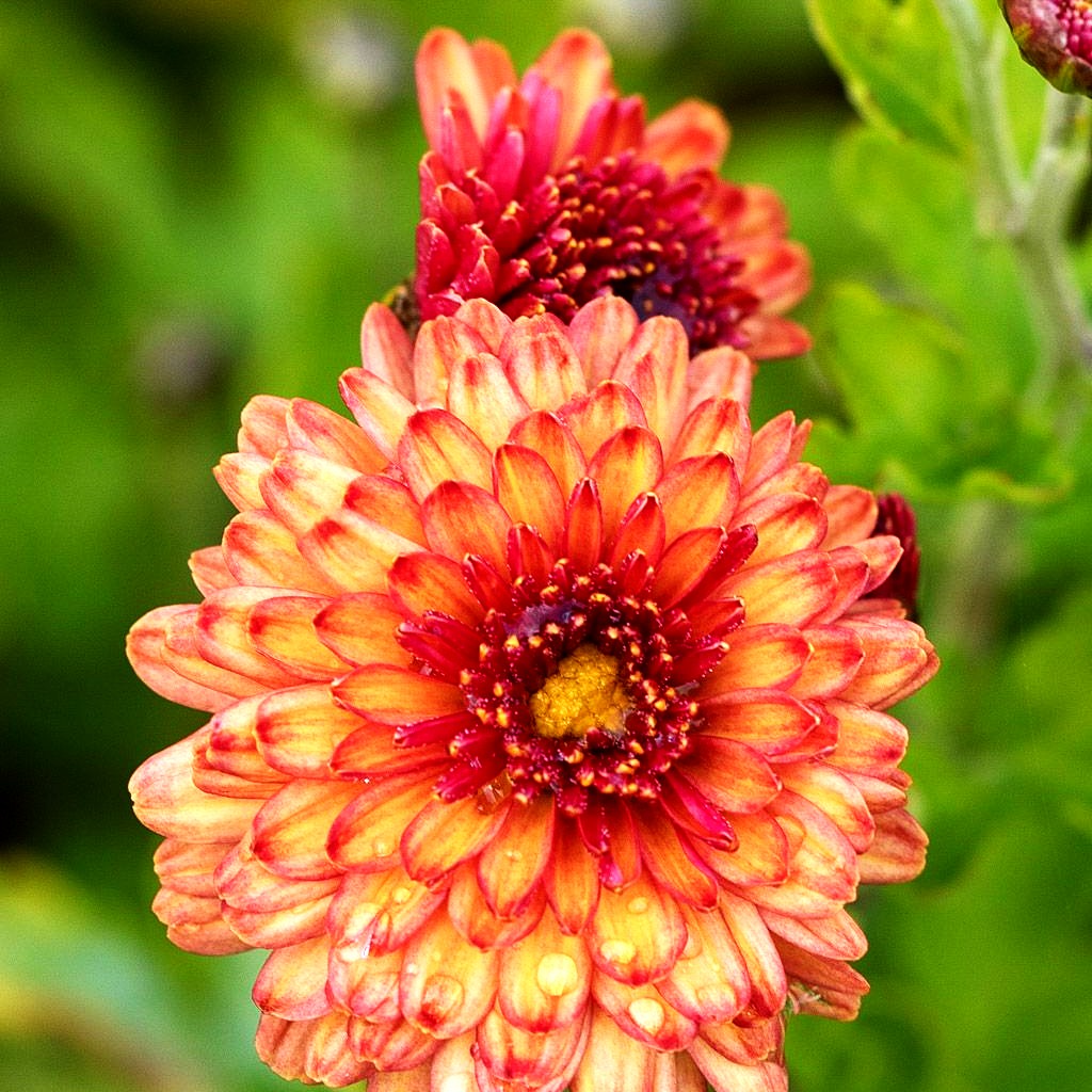 Winteraster 'Herbstbrokat' (Chrysanthemum x hort.)