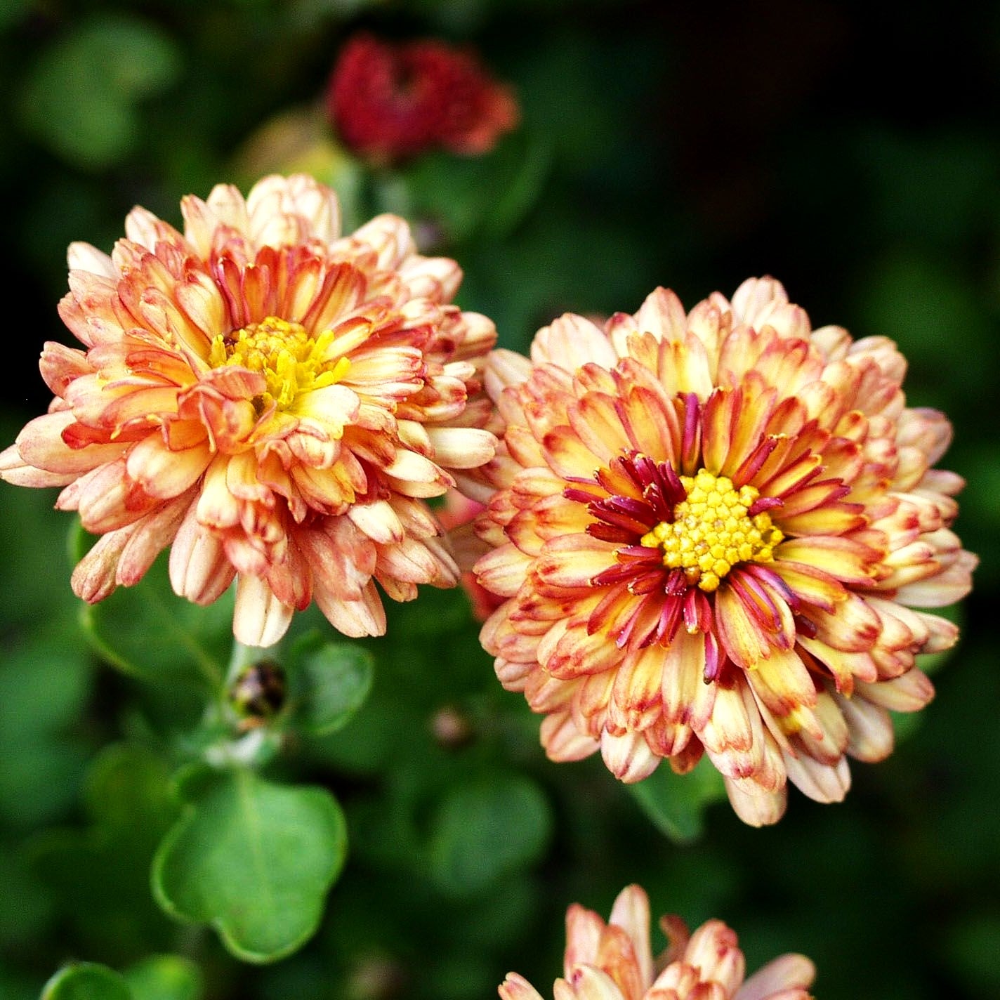Winteraster 'Herbstbrokat' (Chrysanthemum x hort.)
