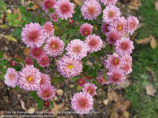 Winteraster 'Herbströschen' (Chrysanthemum x hort.)