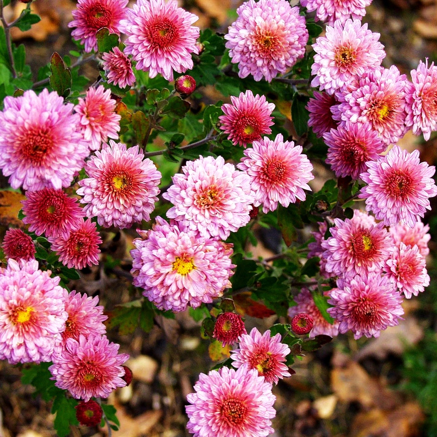 Winteraster 'Herbströschen' (Chrysanthemum x hort.)