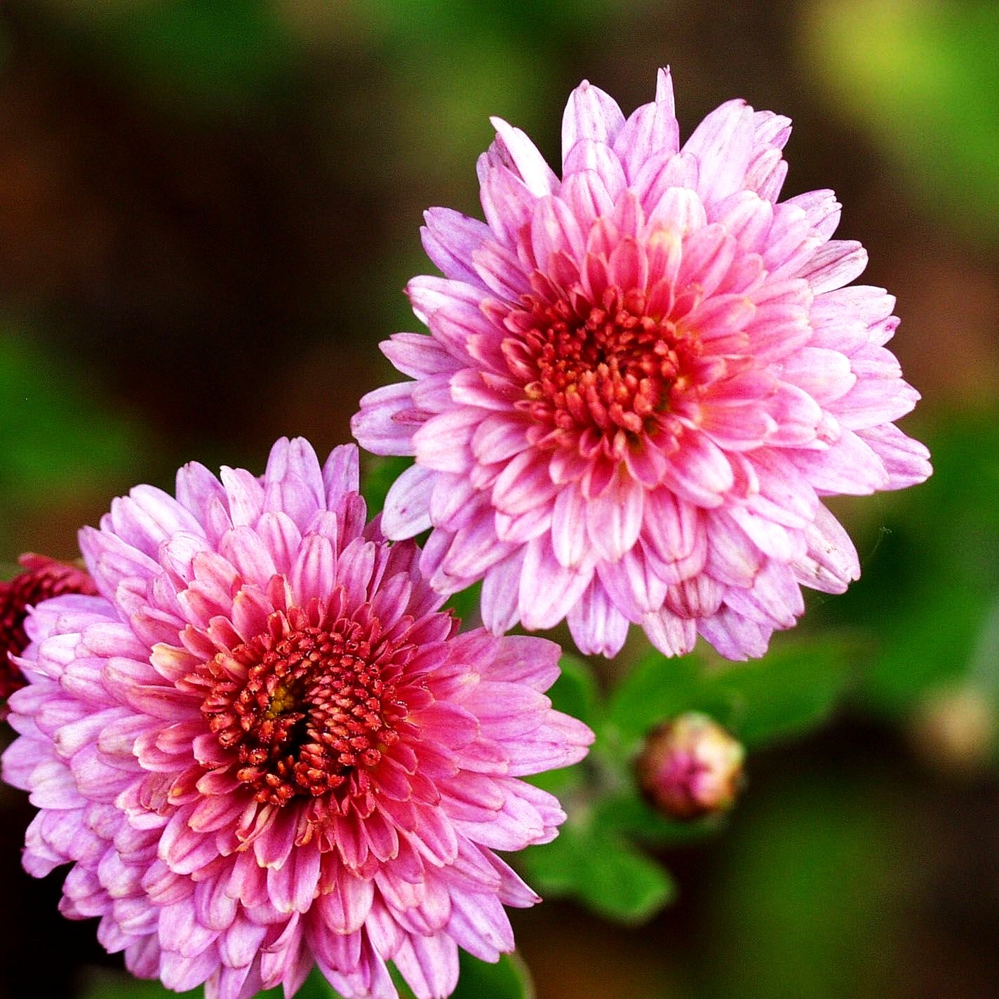 Winteraster 'Herbströschen' (Chrysanthemum x hort.)