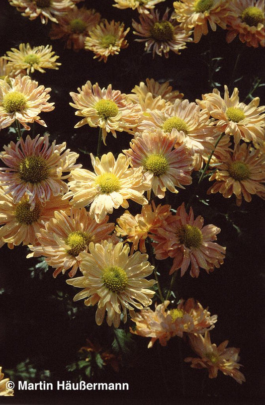 Winteraster 'Kleiner Bernstein' (Chrysanthemum x hort.)