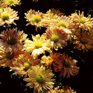 Winteraster 'Kleiner Bernstein' (Chrysanthemum x hort.)