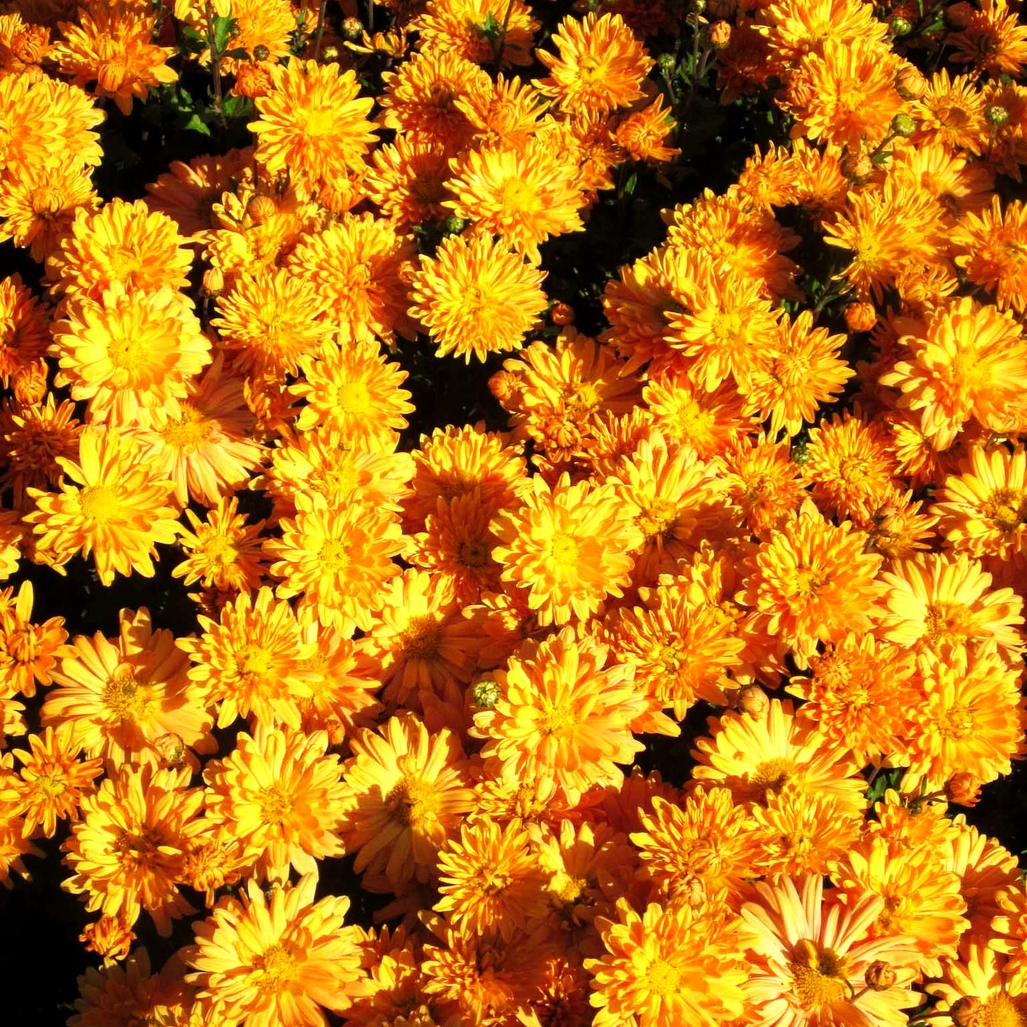 Winteraster 'Kleiner Bernstein' (Chrysanthemum x hort.)
