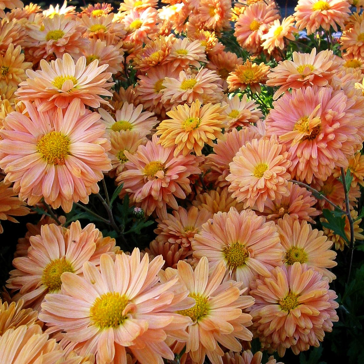 Winteraster 'Kleiner Bernstein' (Chrysanthemum x hort.)