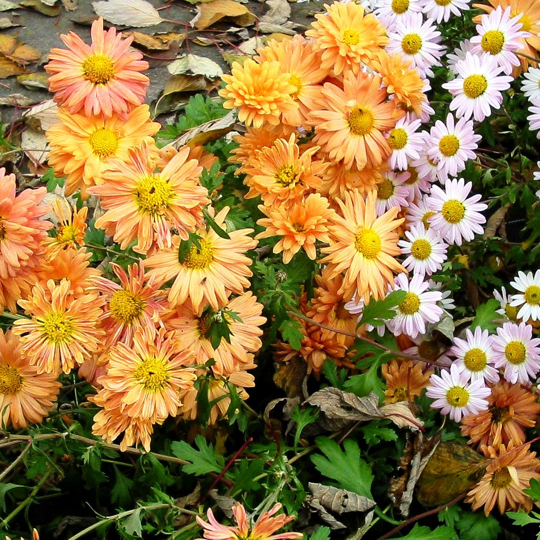 Winteraster 'Kleiner Bernstein' (Chrysanthemum x hort.)