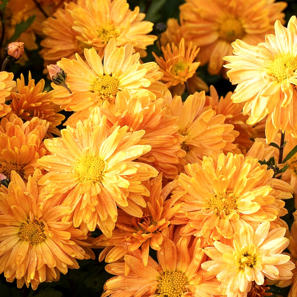 Winteraster 'Kleiner Bernstein' (Chrysanthemum x hort.)