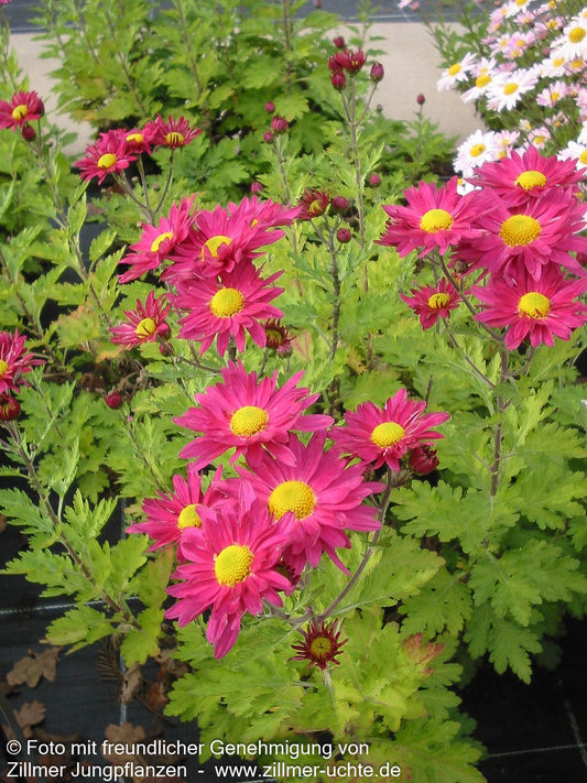 Winteraster 'Oury' (Chrysanthemum x hort.)